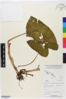 登錄號:BS05849藏品圖，第1張