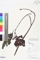 登錄號:BS05850藏品圖，第1張