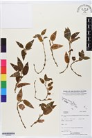 登錄號:BS05852藏品圖，第1張