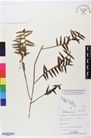 登錄號:BS05853藏品圖，第1張