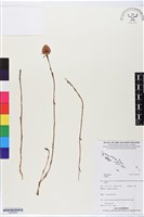 登錄號:BS05855藏品圖，第1張