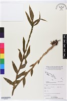登錄號:BS05856藏品圖，第1張