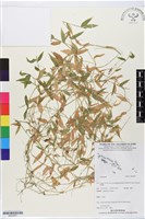 登錄號:BS05857藏品圖，第1張