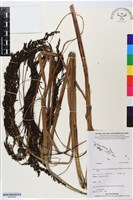 登錄號:BS05858藏品圖，第1張