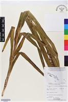 登錄號:BS05859藏品圖，第1張