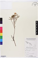 登錄號:BS05860藏品圖，第1張