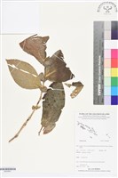 登錄號:BS05861藏品圖，第1張