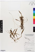 登錄號:BS05863藏品圖，第1張