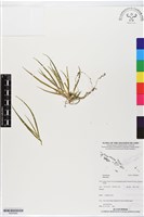 登錄號:BS05864藏品圖，第1張