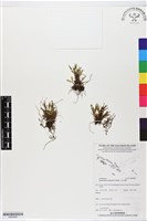 登錄號:BS05866藏品圖，第1張