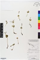 登錄號:BS05867藏品圖，第1張