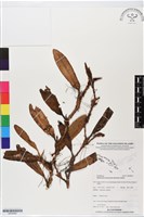 登錄號:BS05869藏品圖，第1張