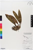 登錄號:BS05871藏品圖，第1張