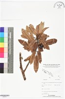登錄號:BS05873藏品圖，第1張