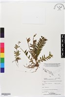 登錄號:BS05874藏品圖，第1張
