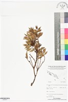 登錄號:BS05876藏品圖，第1張