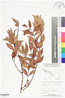登錄號:BS05877藏品圖，第1張