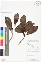 登錄號:BS05878藏品圖，第1張