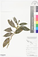 登錄號:BS05879藏品圖，第1張