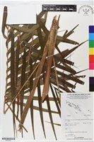 登錄號:BS05880藏品圖，第1張
