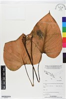 登錄號:BS05881藏品圖，第1張