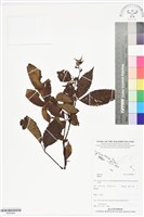 登錄號:BS05882藏品圖，第1張