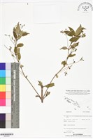登錄號:BS05883藏品圖，第1張