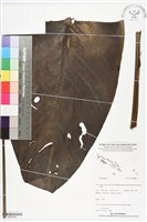 登錄號:BS05886藏品圖，第1張