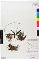 登錄號:BS05888藏品圖，第1張