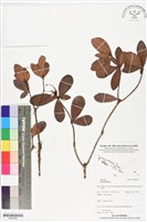 登錄號:BS05889藏品圖，第1張