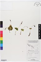 登錄號:BS05890藏品圖，第1張