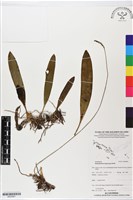 登錄號:BS05891藏品圖，第1張