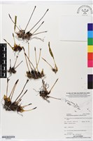 登錄號:BS05892藏品圖，第1張