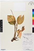 館號:BS05893藏品圖，第1張