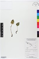 登錄號:BS05894藏品圖，第1張