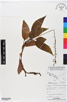 登錄號:BS05895藏品圖，第1張