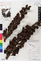 登錄號:BS05896藏品圖，第2張