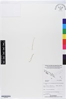 登錄號:BS05898藏品圖，第1張
