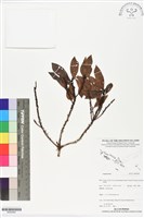 登錄號:BS05900藏品圖，第1張