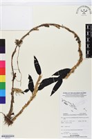 登錄號:BS05901藏品圖，第1張