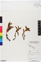 登錄號:BS05903藏品圖，第1張