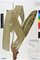 登錄號:BS05904藏品圖，第1張