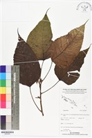 登錄號:BS05906藏品圖，第1張