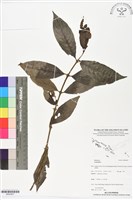 登錄號:BS05907藏品圖，第1張