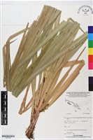 登錄號:BS05908藏品圖，第1張
