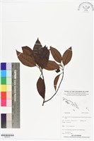登錄號:BS05910藏品圖，第1張