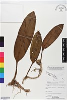 登錄號:BS05911藏品圖，第1張
