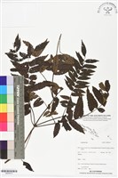 登錄號:BS05913藏品圖，第1張