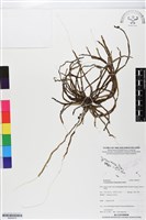 登錄號:BS05915藏品圖，第1張