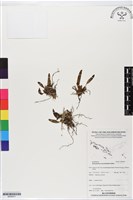 登錄號:BS05917藏品圖，第1張